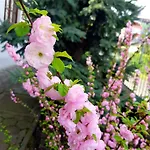 Roza Es Apartmanhaz 3* Ostrzyhom